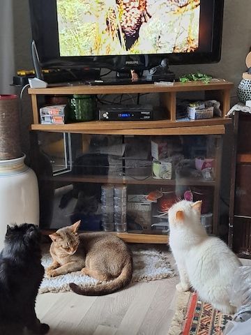 Kuschelkater sucht liebe Dosenöffner