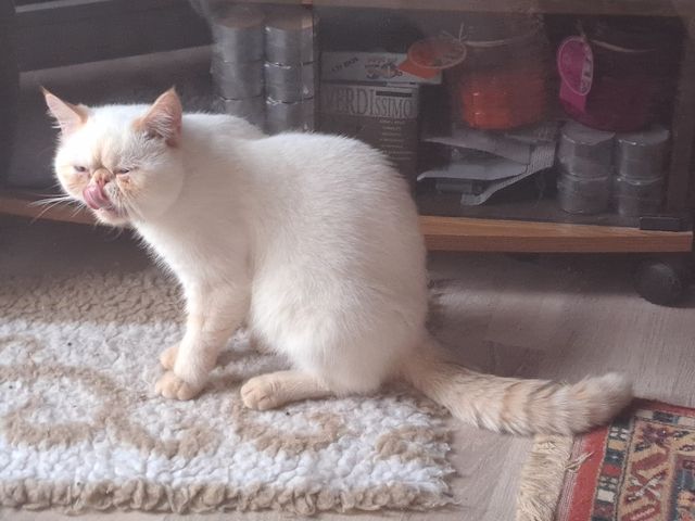 Kuschelkater sucht liebe Dosenöffner