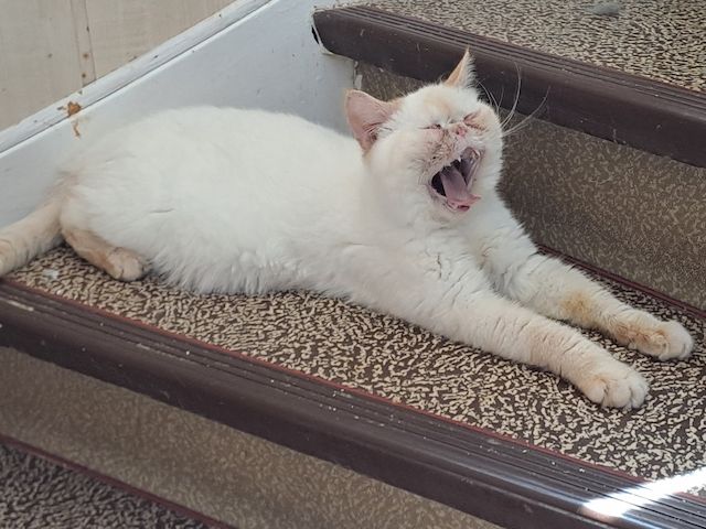 Kuschelkater sucht liebe Dosenöffner