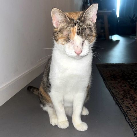 CAROLINE - Blindchen möchte kuscheln statt gucken