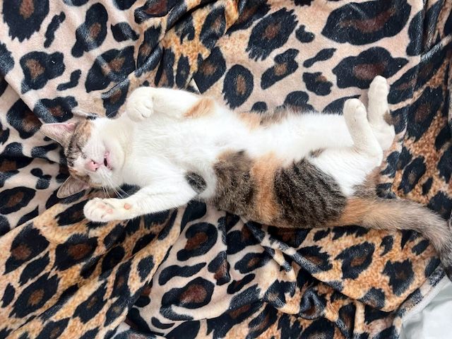 CAROLINE - Blindchen möchte kuscheln statt gucken