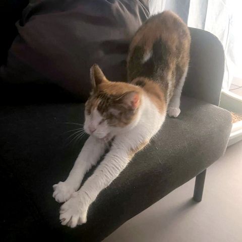 CAROLINE - Blindchen möchte kuscheln statt gucken