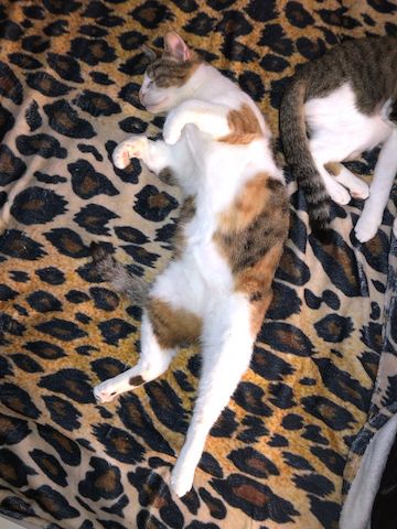 CAROLINE - Blindchen möchte kuscheln statt gucken