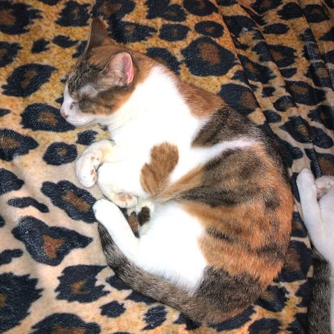 CAROLINE - Blindchen möchte kuscheln statt gucken