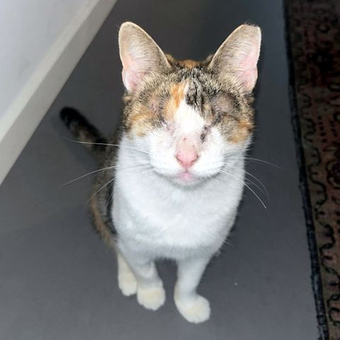 CAROLINE - Blindchen möchte kuscheln statt gucken