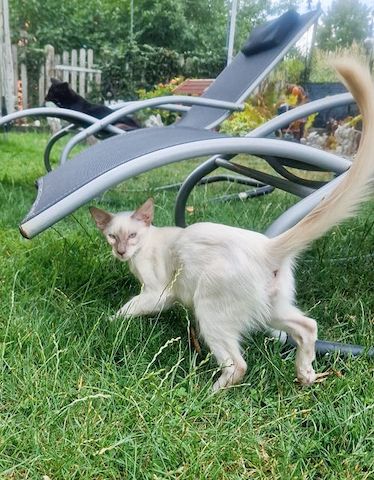 noch 1 Zauberhafter Balinesen Katerchen sucht ein neues Zuhause