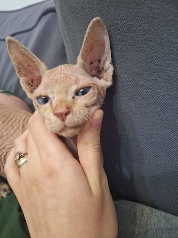 Katzen suchen neues Zuhause