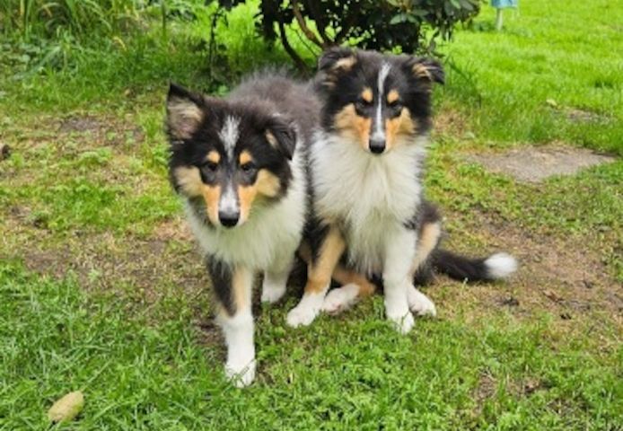 Amerikansiche langhaarig Tricolour Collie-Welpen