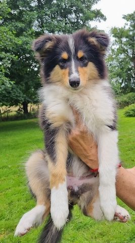 Amerikansiche langhaarig Tricolour Collie-Welpen