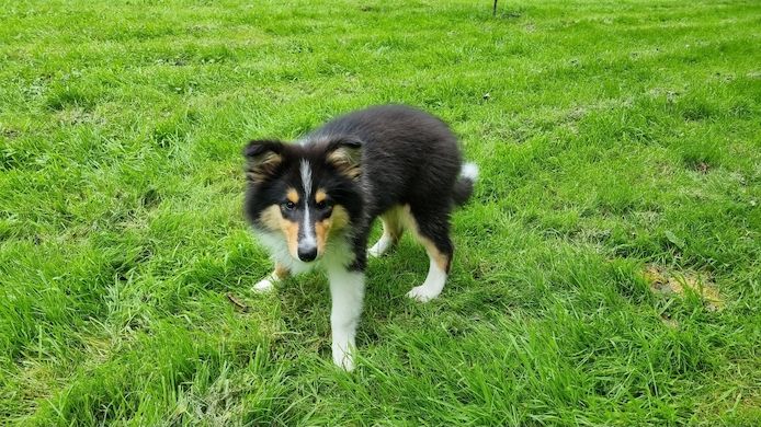 Amerikansiche langhaarig Tricolour Collie-Welpen