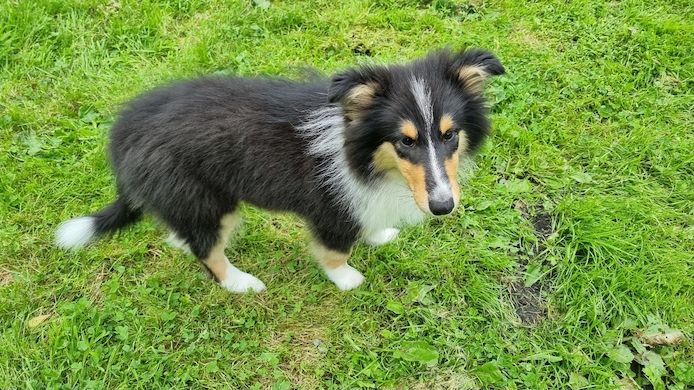 Amerikansiche langhaarig Tricolour Collie-Welpen