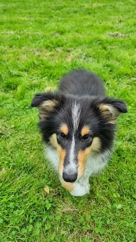 Amerikansiche langhaarig Tricolour Collie-Welpen