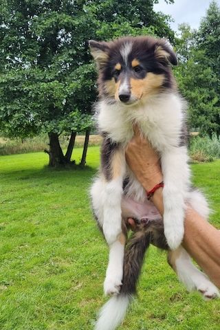 Amerikansiche langhaarig Tricolour Collie-Welpen