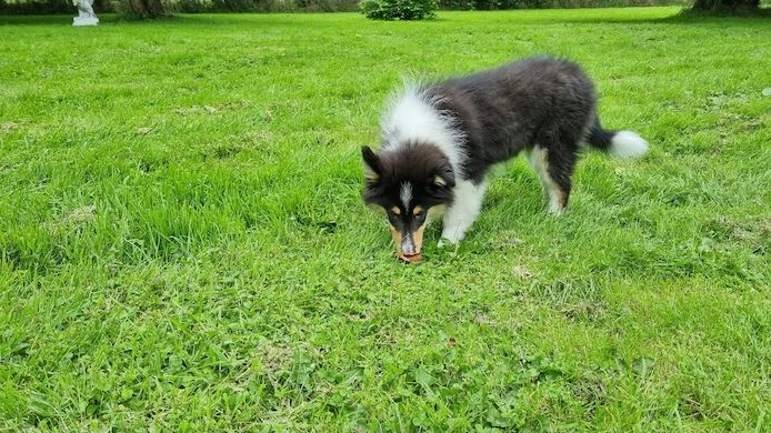 Amerikansiche langhaarig Tricolour Collie-Welpen
