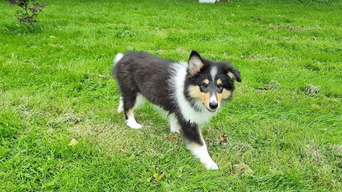 Amerikansiche langhaarig Tricolour Collie-Welpen