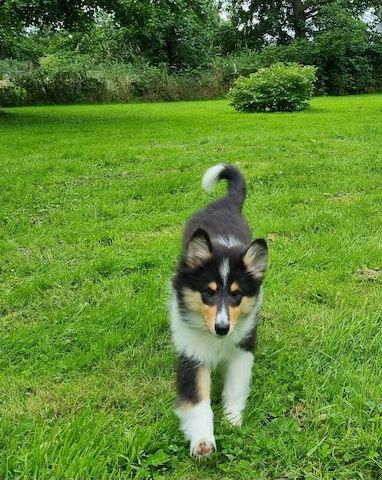 Amerikansiche langhaarig Tricolour Collie-Welpen