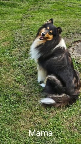 Amerikansiche langhaarig Tricolour Collie-Welpen