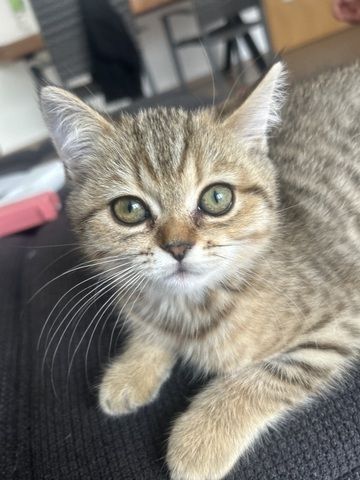 Bkh kitten Weibchen
