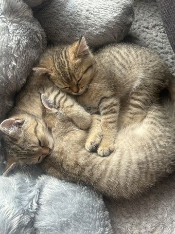 Bkh kitten Weibchen