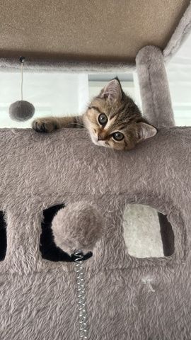 Bkh kitten Weibchen