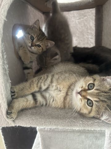 Bkh kitten Weibchen