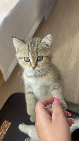 Bkh kitten Weibchen