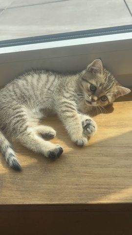 Bkh kitten Weibchen