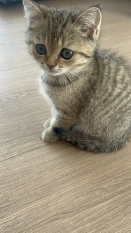 Bkh kitten Weibchen