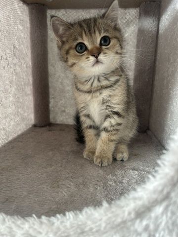 Bkh kitten Weibchen