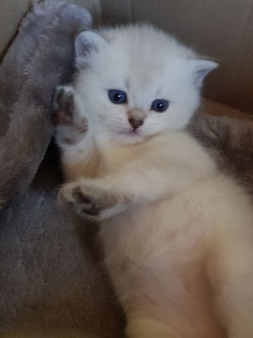 wunderschöner BKH Junge, Kitten blaue Augen