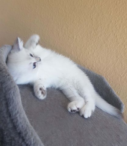 wunderschöner BKH Junge, Kitten blaue Augen