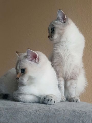 wunderschöner BKH Junge, Kitten blaue Augen