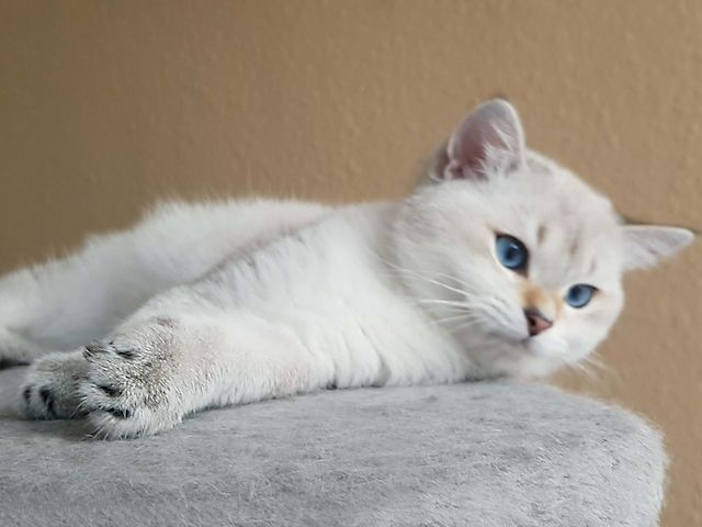 wunderschöner BKH Junge, Kitten blaue Augen