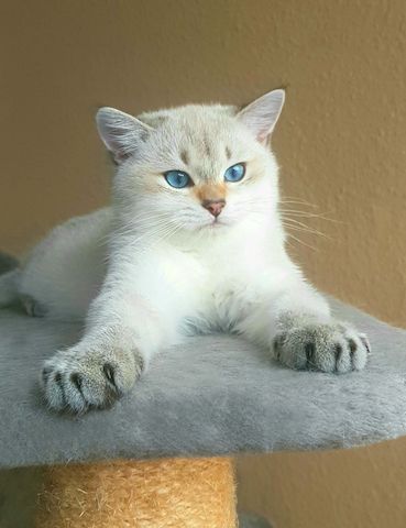 wunderschöner BKH Junge, Kitten blaue Augen