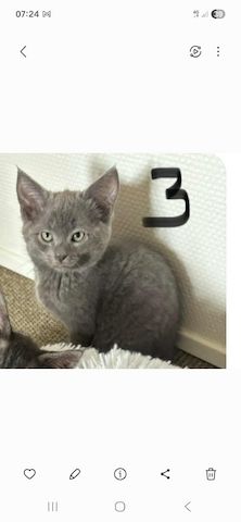 Katzen aus privater Auffangstation bkh mixe