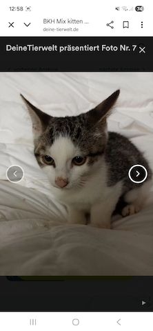 Katzen aus privater Auffangstation bkh mixe