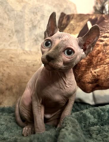 Zauberhaftes Elf Sphynx Kitten Mädchen in Tortie Point