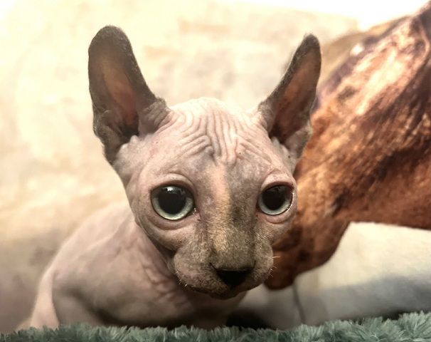 Zauberhaftes Elf Sphynx Kitten Mädchen in Tortie Point