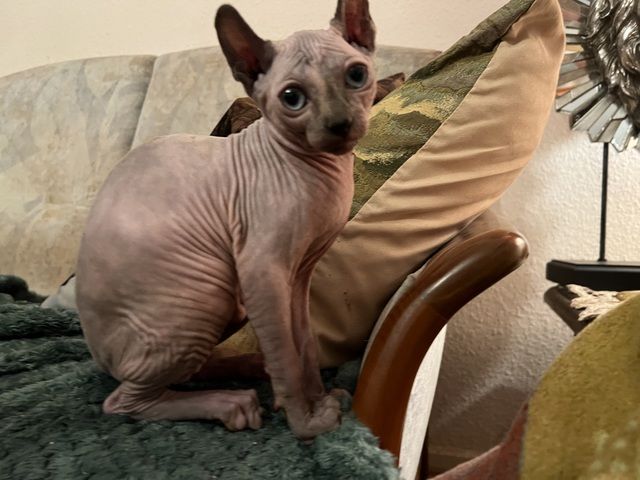 Zauberhaftes Elf Sphynx Kitten Mädchen in Tortie Point