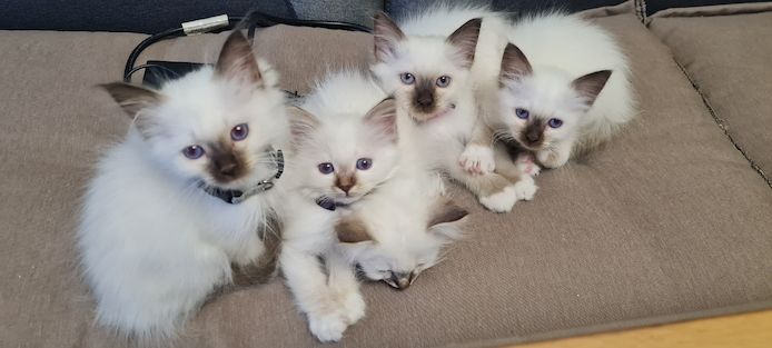 Heilige Birma Kitten Abgabebereit
