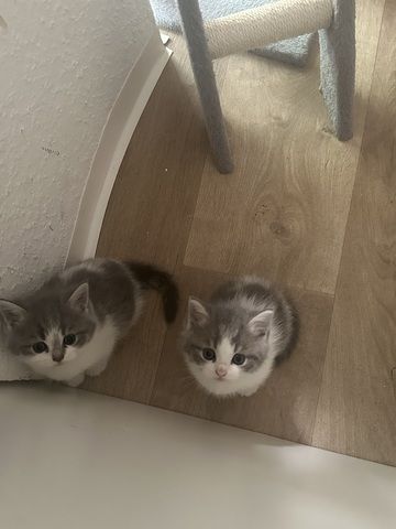 BKH/BLH Kitten
