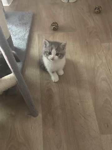 BKH/BLH Kitten
