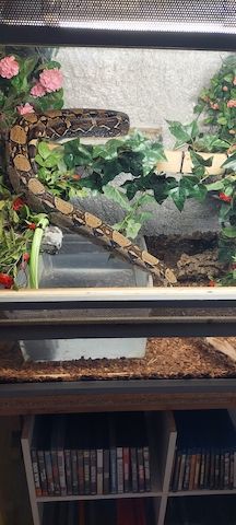 Boa constrictor