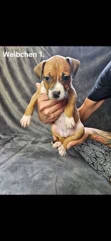 American Bully Mischlinge