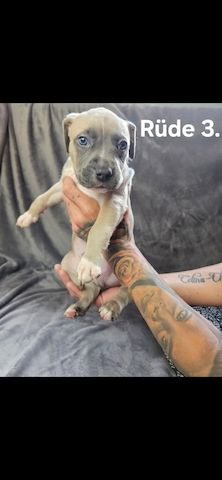 American Bully Mischlinge