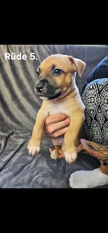 American Bully Mischlinge