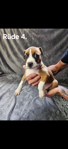 American Bully Mischlinge