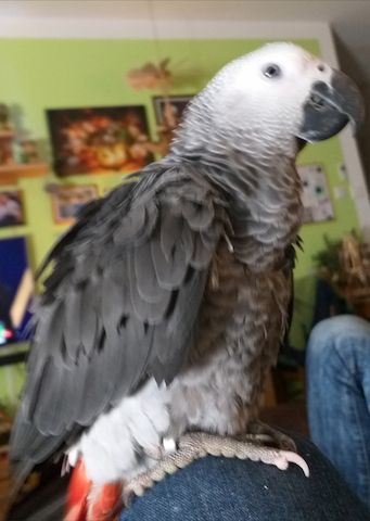 Kongo Graupapagei"Kuki", männlich, 4 Jahre alt mit Papieren 