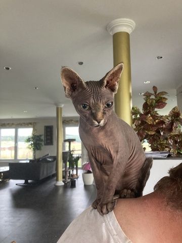 Sphinx Katze