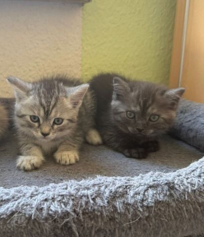 Nur noch 2 süße BKH Kitten suchen ab Anfang September ein neues zu Hause!